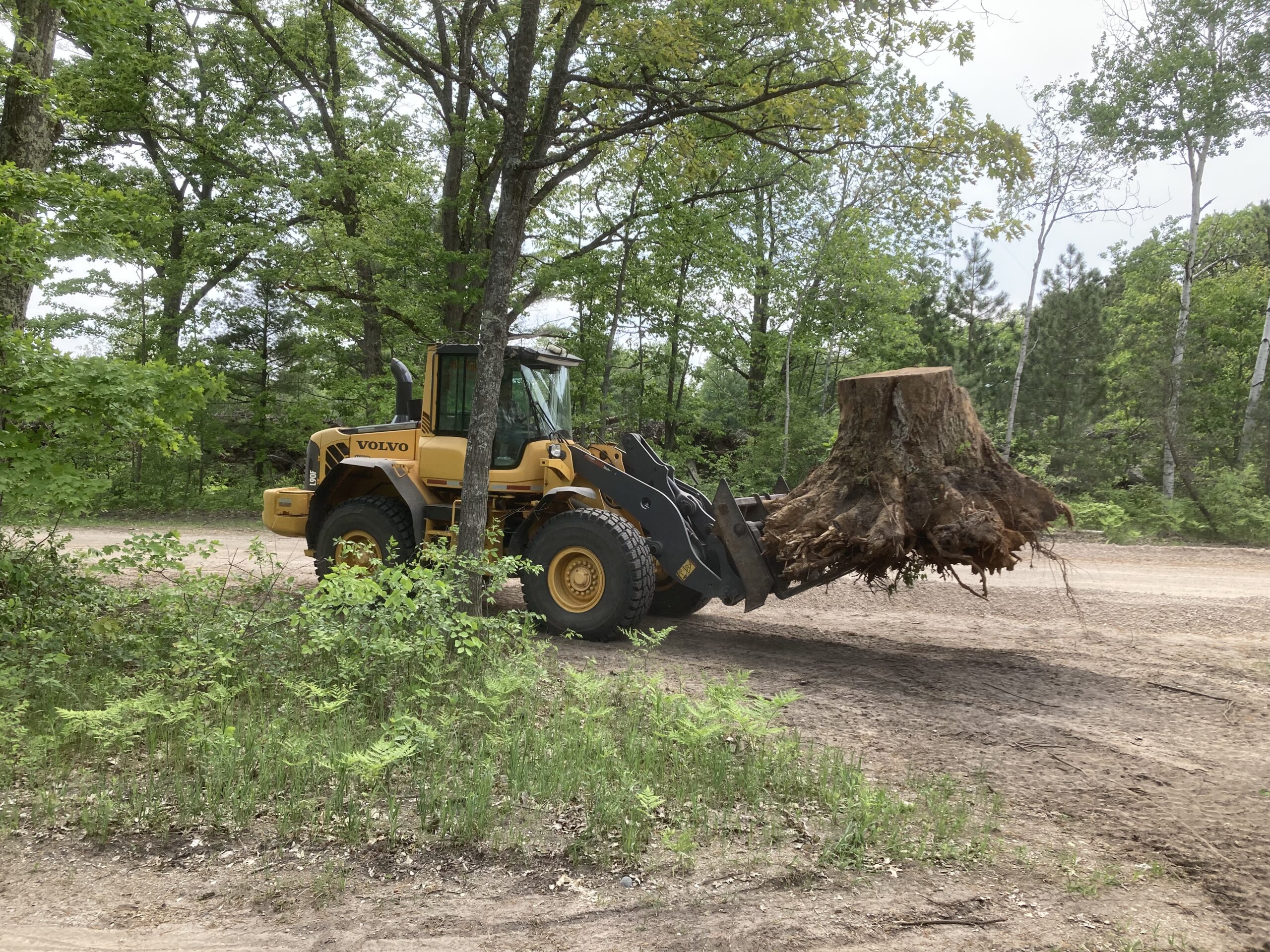 Tree and Stump Removal Service Benzie County Frankfort MI